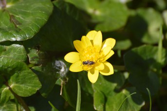 Andrena sp. su Ranunculus ficaria