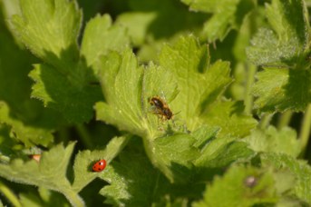 Andrena taraxaci maschio su foglia