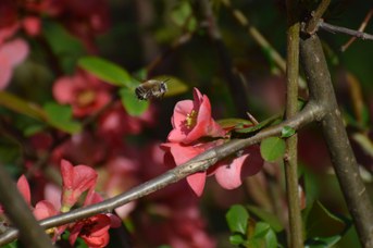 Anthophora plumipes maschio su Chaenomeles japonica