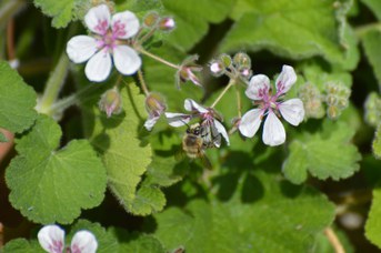 Anthophora plumipes maschio su Erudium pelargioflorum
