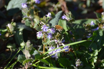 Anthophora plumipes maschio su Glechoma ederacea