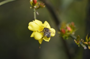 Anthophora plumipes maschio su Jasminum nudiflorum