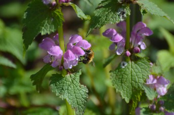 Anthophora plumipes maschio su Lamium maculatum