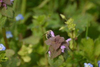 Anthophora plumipes maschio su Lamium purpureum