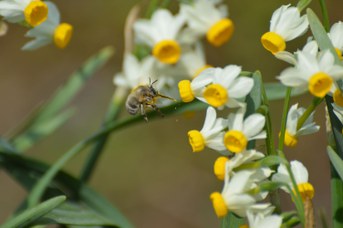 Anthophora plumipes maschio su Narcissus tazetta