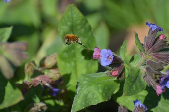 Anthophora plumipes maschio su Pulmonaria sp.