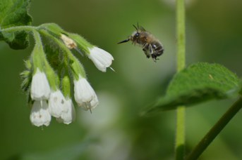 Anthophora plumipes su Symphytum sp.