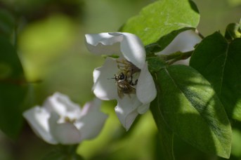 Anthophora sp. maschio su Cydonia oblonga