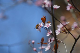 Anthophora sp. maschio su Prunus cerasifera