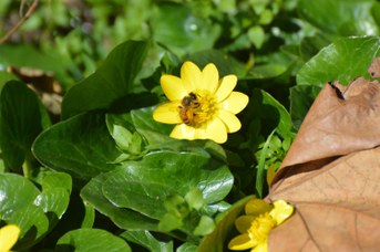 Api mellifera su Ranunculus ficaria