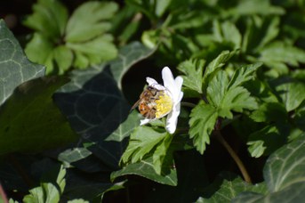 Apis mellifera su Anemone nemorosa