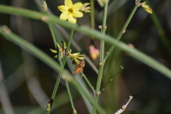 Apis mellifera su Jasminum nudiflorum