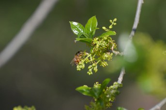 Apis mellifera su Orixa japonica