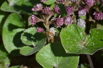 Apis mellifera su Petasites fragrans
