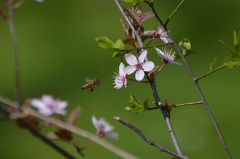 Apis mellifera su Prunus cerasifera