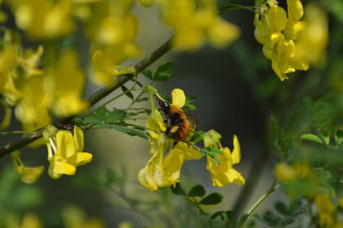 Bombus pascuorum regina su Hippocrepis emerus