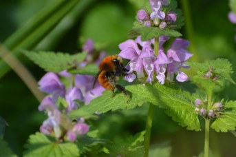 Bombus pascuorum regina su Lamium maculatum