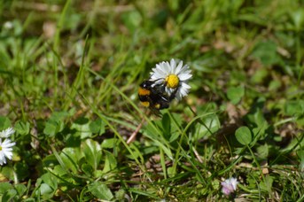 Bombus ruderatus regina su Bellis perennis