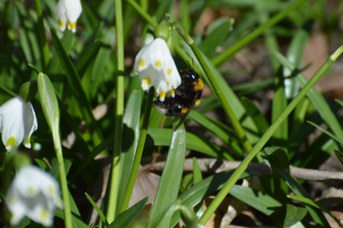 Bombus ruderatus regina su Leucojum vernum