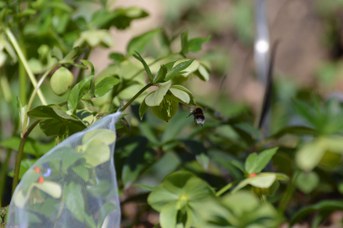 Bombus terrestris femmina su Helleborus viridis