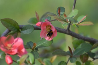 Bombus terrestris operaia con polline su Chaenomeles japonica