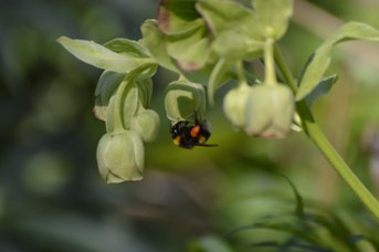 Bombus terrestris operaia con polline su Helleborus foetidus