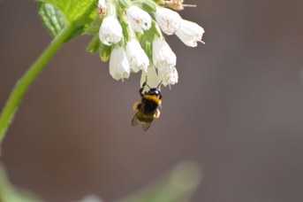 Bombus terrestris operaia con polline su Symphytum sp.