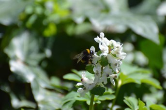 Bombus terrestris regina con polline su Corydalis sp.