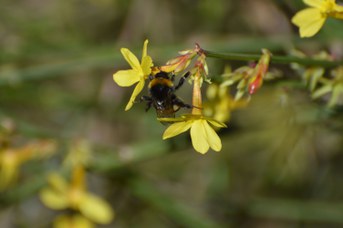 Bombus terrestris regina ruba nettare su Jasminum nudiflorum