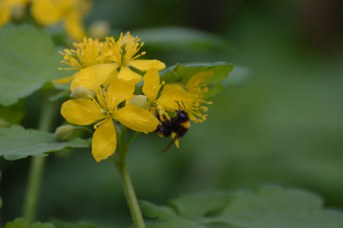 Bombus terrestris regina su Chelidonium majus