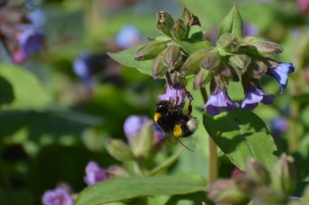 Bombus terrestris regina su Pulmonaria sp.