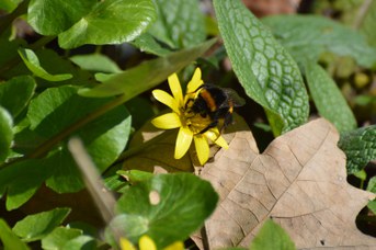 Bombus terrestris regina su Ranunculus ficaria