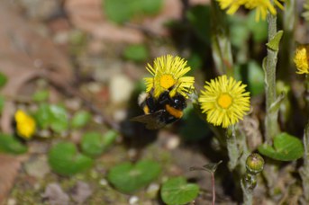 Bombus terrestris regina su Tussilago farfara