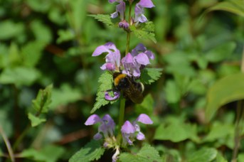 Psithyrus vestalis regina su Lamium maculatum