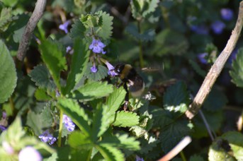 Psithyrus vestalis regina su Glechoma ederacea