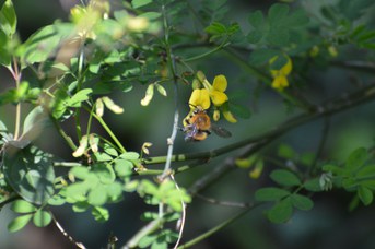 Habropoda tarsata maschio su Hippocrepis emerus