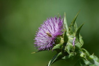 Halictus subauratus femmina su Silybum marianum