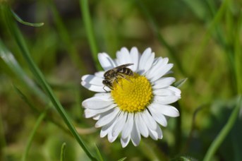 Lasioglossum malachurum femmina su Bellis perennis
