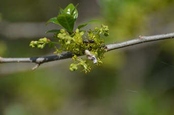 Lasioglossum sp. femmina su Orixa japonica