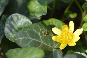 Lasioglossum sp. femmina su Ranunculus ficaria