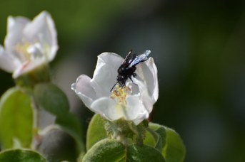 Melecta sp. femmina su Cydonia oblonga