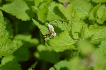 Nomada sp. su foglia di Lamium maculatum