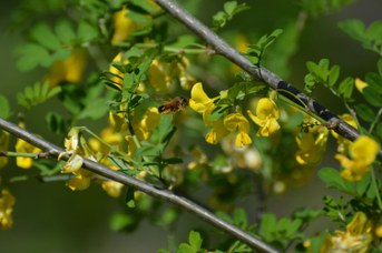 Osmia bicornis femmina su Hippocrepis emerus