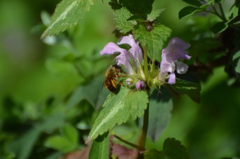 Osmia bicornis femmina su Lamium maculatum