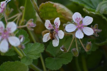 Osmia bicornis maschio su Erodium pelargoniflorum