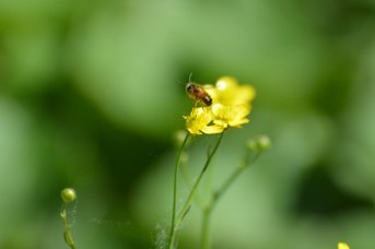 Osmia bicornis maschio su Ranunculus sp.