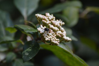 Osmia bicornis maschio su Viburnum tinus