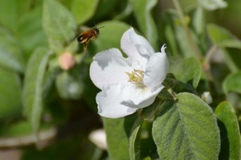 Osmia bicornis su Cydonia oblonga