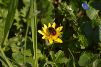 Osmia cornuta femmina si scalda su Ranunculus ficaria