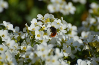 Osmia cornuta femmina su Arabis alpina